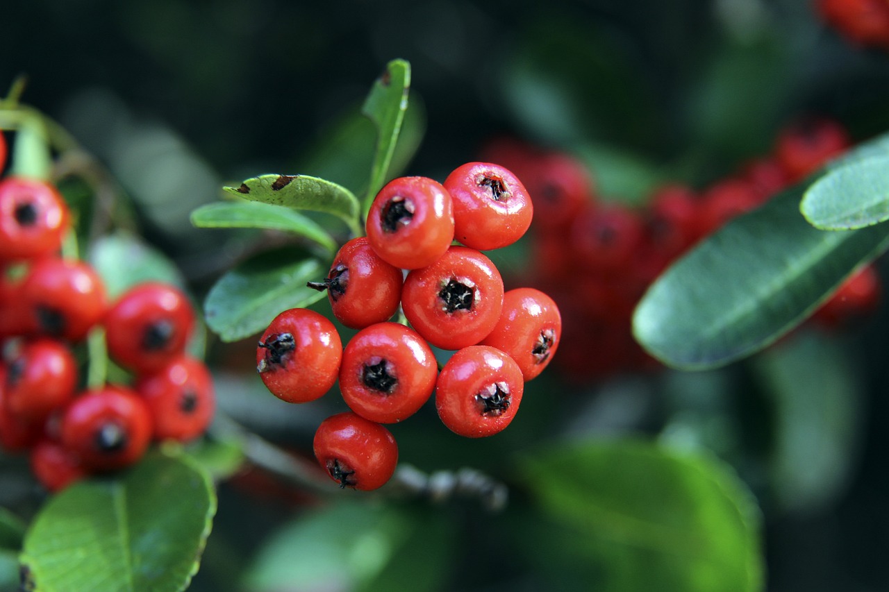 在国际羽毛 在国际羽毛